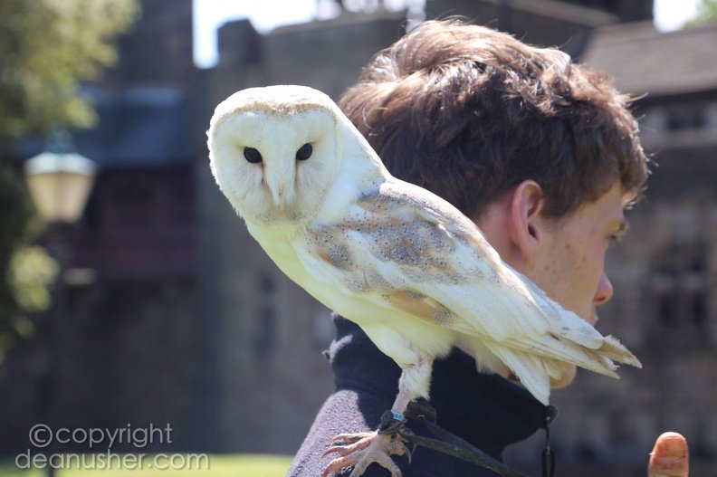 An owl on the shoulder of a falconer at Cardiff Castle
