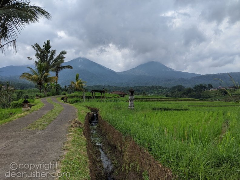 Paths of the Jatiluwih Rice Terraces With Mountains as a Backdrop